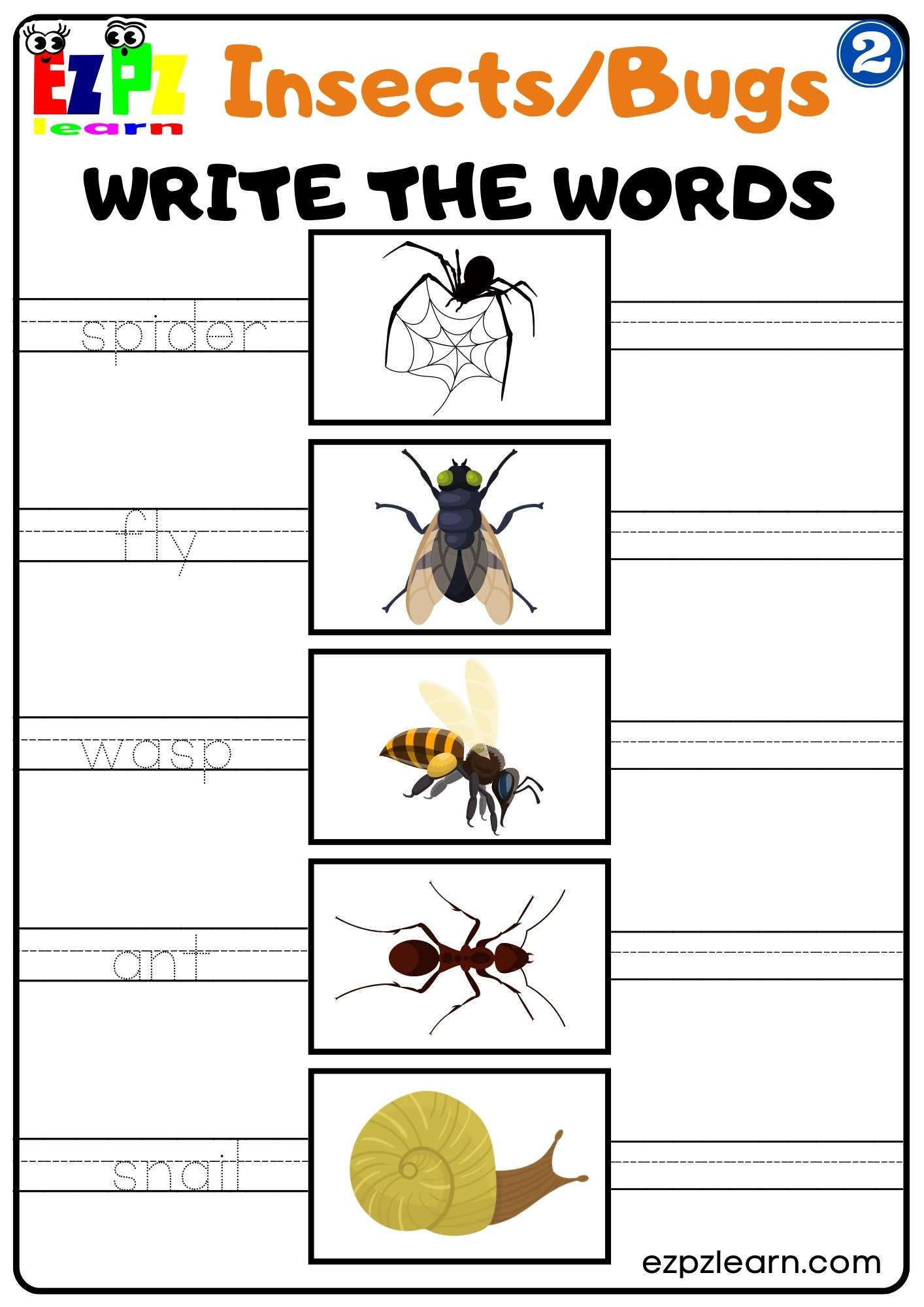 Group 2 Insects and Bugs Write the Words Worksheet PDF Download For Homeschool and ESL Students